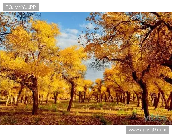 九游公司地址查询方法及相关联系方式一览